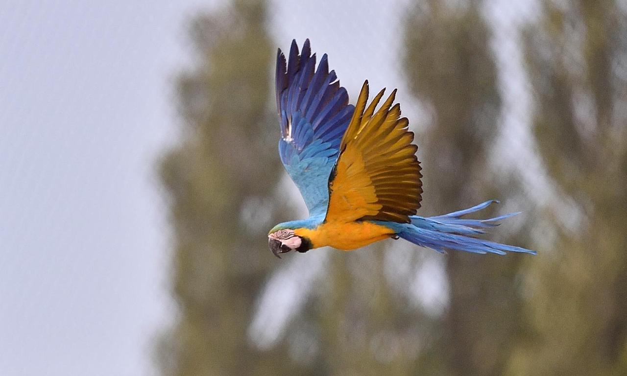 Parrot World - Les Lodges Креси-ла-Шапель Экстерьер фото
