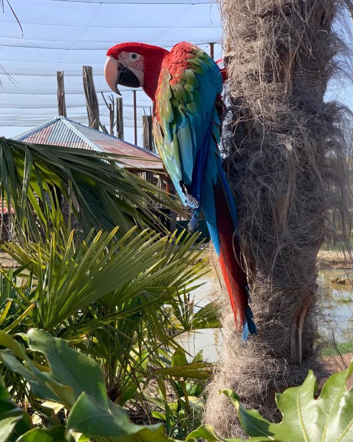 Parrot World - Les Lodges Креси-ла-Шапель Экстерьер фото