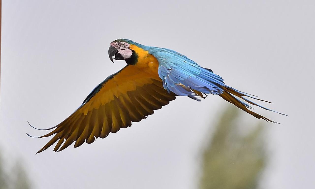 Parrot World - Les Lodges Креси-ла-Шапель Экстерьер фото